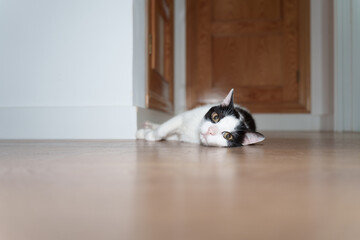 Black and white cat lying on room floor in summer
