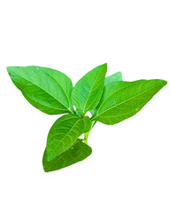 Fresh Green Leaf PNG Isolated on Transparent Background | Herbal Plant  green leaf png, herbal leaf isolated, transparent leaf png, botanical clipart, eco leaf illustration, fresh herbal plant, nature