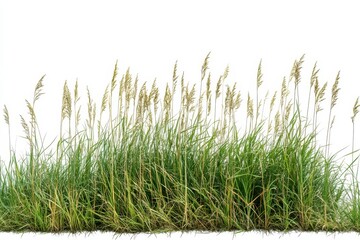 Fototapeta premium Field of Whispering Grass Nature s Beauty in Meadows Greenery and Serene on white background. Generative AI