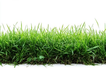 Obraz premium Lush Green Grass Patch Fresh Meadow Summer Lawn Nature Background Turf Texture on white background. Generative AI