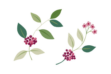 Boho Seamless Vector With Elderflowers And Berries