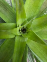 close up of green leaf