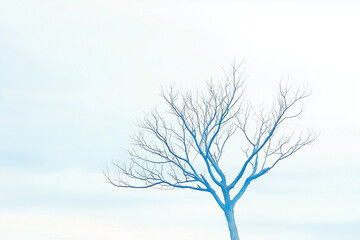 Lonely tree stands against a pale sky during late afternoon