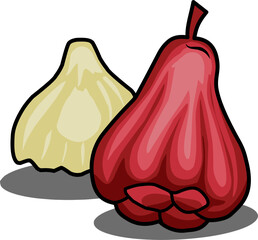 illustration of water apple