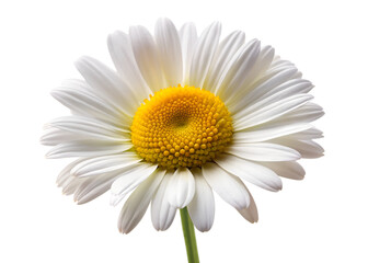 Fototapeta premium A single white daisy flower with a bright yellow center is isolated on a plain transparent background
