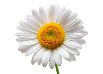 Naklejka premium A single white daisy flower with a bright yellow center is isolated on a plain transparent background
