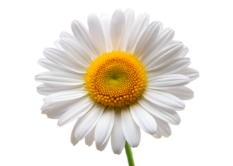 A single white daisy flower with a bright yellow center is isolated on a plain transparent background