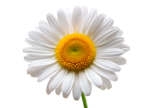 A single white daisy flower with a bright yellow center is isolated on a plain transparent background