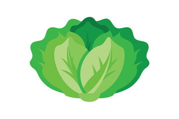 Flat Style Chinese Cabbage In Green Tones On White Background