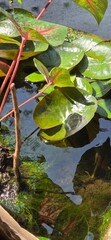 water lily in the pond