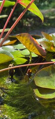 leaf in water