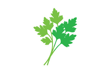 Fresh Coriander Bunch In Vector Sketch On White Background