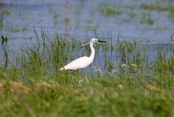 An adult little egret (Egretta garzetta) is photographed close-up standing in green grass on the shore of a blue lake