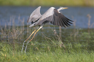 A close-up shot of an adult grey heron (Ardea cinerea) takes off from green grass on the shore of a blue lake