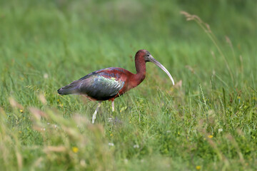Adult and young glossy ibis (Plegadis falcinellus) photographed close-up on the shore of a lake surrounded and against a background of green grass