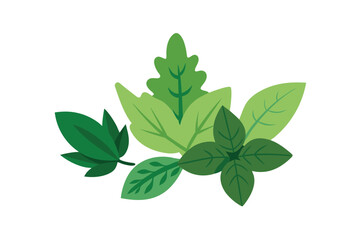 Mixed Leafy Herbs With Basil And Greens Vector On White