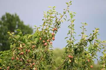 Ripening Red Pears on a Tree in the Garden – Fresh Seasonal Fruit on Branches in Natural Light