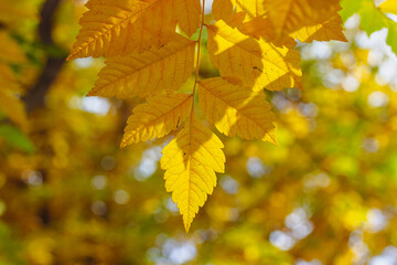 Vibrant golden yellow autumn leaves illuminated by sunlight in a natural setting. Golden foliage in autumnal parkland, with sunlight creating beautiful shadows. The blurred background adds depth.