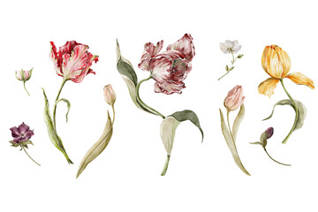 Watercolor floral set. Hand painted garden flowers, leaves, wildflowers and tulips. Bouquet, elements isolated on white background. Botanical illustration for design, print or background