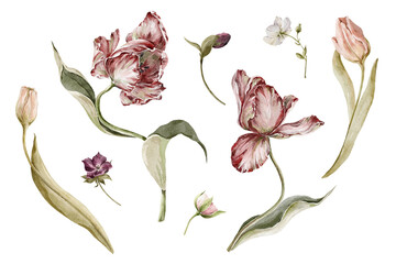 Watercolor floral set. Hand painted garden flowers, leaves, wildflowers and tulips. Bouquet, elements isolated on white background. Botanical illustration for design, print or background