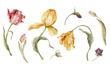 Watercolor floral set. Hand painted garden flowers, leaves, wildflowers and tulips. Bouquet, elements isolated on white background. Botanical illustration for design, print or background