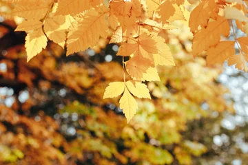 Fotobehang Herfst Vibrant golden yellow autumn leaves illuminated by sunlight in a natural setting. Golden foliage in autumnal parkland, with sunlight creating beautiful shadows. The blurred background adds depth.  © vita