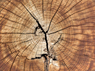 Background of wood in section, tree bark. A large piece of wood with a hole in the middle. A large...