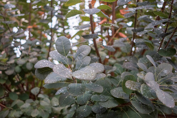 Close-up of lush green leaves covered in shimmering water droplets after rain or morning dew, highlighting nature's refreshing details.