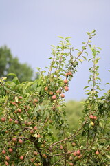 Ripening Red Pears on a Tree in the Garden – Fresh Seasonal Fruit on Branches in Natural Light