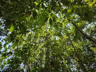 green leaves in the sun
