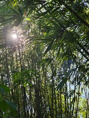 sun rays through trees