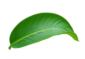 Obraz premium A gracefully curved green leaf with prominent veins, isolated on a stark transparent background