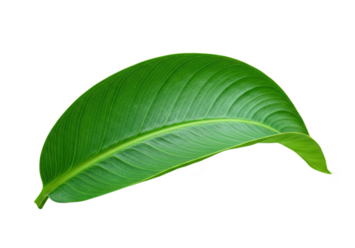 A gracefully curved green leaf with prominent veins, isolated on a stark transparent background
