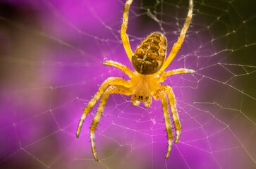 A vivid close-up of a yellow spider on its web, set against a striking purple and green blurred background.