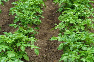 Potato cultivation. Green plantations of new potatoes. Leaves and bushes in close-up.