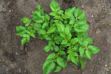 Potato cultivation. Green plantations of new potatoes. Leaves and bushes in close-up.
