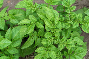 Potato cultivation. Green plantations of new potatoes. Leaves and bushes in close-up.