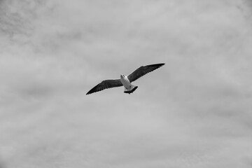 Bird flying on sky (Black and White)
