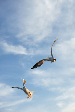 รูปภาพSnatching – เลือกดูภาพถ่ายสต็อก เวกเตอร์ และวิดีโอ52,045 | Adobe ...