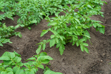 Potato cultivation. Green plantations of new potatoes. Leaves and bushes in close-up.