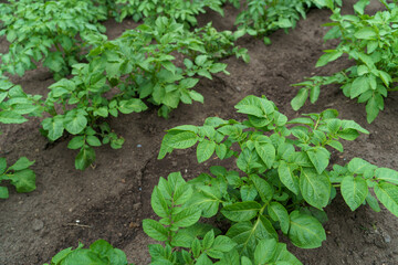 Potato cultivation. Green plantations of new potatoes. Leaves and bushes in close-up.