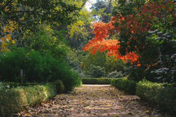 A picturesque garden path framed by colorful autumn trees and lush greenery. A serene garden path leads into a lush, colorful forest, with vibrant autumn foliage and trimmed hedges.