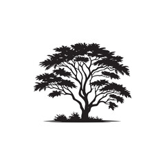 Acacia Vector (1).eps