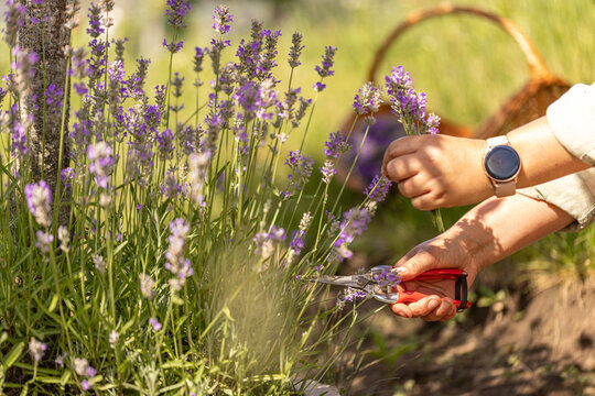 Woman harvesting lavender flowers