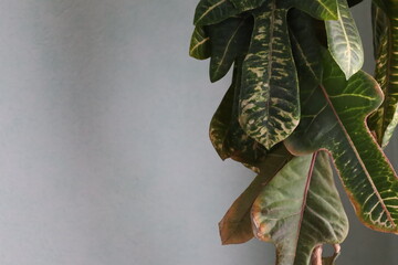 Lush green leaves cascade gracefully from a plant in a serene indoor space, highlighting their...