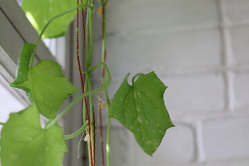 Vibrant green leaves climbing on a trellis in a sunlit indoor space during springtime