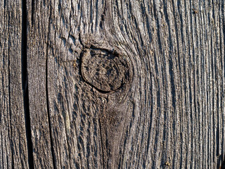 Tree wood background texture, Tahoe,