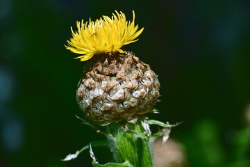 Close-up of a sunflower in the process of opening