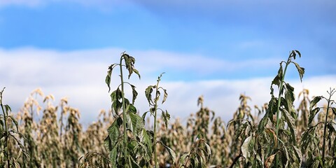 Diseased Vine Crops in Field Under Blue Sky