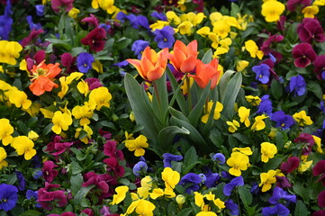 Blumenbeet im Fruehling